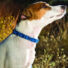 Kép 3/3 - Perfect Dog Command Collar Viselkedés Korrekciós Tréning Nyakörv